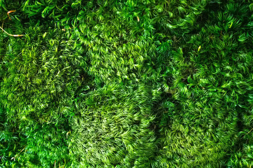 rainforest moss texture detail shot
