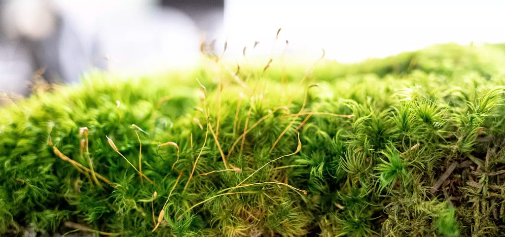 close-up side view of rainforest moss panel